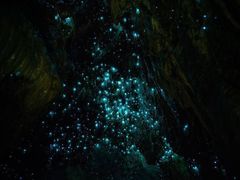 -怀托摩萤火虫洞