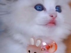 -十年猫舍·猫咪专门店(普陀店)