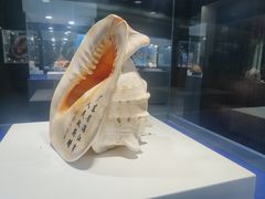 -贝壳王国博物馆