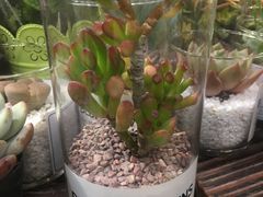 -双季花艺园艺市场(浦东店)