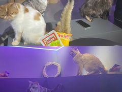 -极木²邸 人与宠物·互动社区