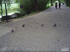 -紫竹院公园冰场