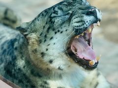 -青藏高原野生动物园