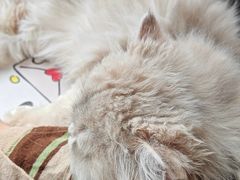 -欣宠猫屋·矮脚拿破仑·蓝金金渐层