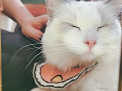 -喵喵咪呀布偶猫咖(春熙路店)