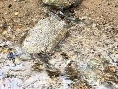 -白水寺森林公园