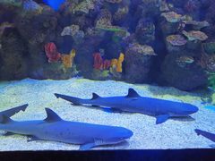 -石林冰雪海洋世界