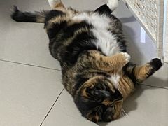 -美联众合动物医院·24h京西诊疗中心