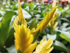 -南山植物园