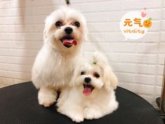 -PETKIT小佩宠物(古北店)