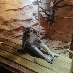 -Zoolung Zoolung动物主题公园(海信广场店)