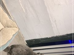 -吉丁鸟咖·异宠·寄养