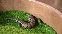 -Zoolung Zoolung动物主题公园(海信广场店)