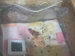-吉丁鸟咖·异宠·寄养