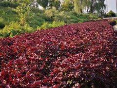 -紫海香堤香草艺术庄园