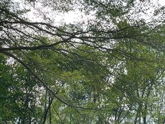 -荔香公园