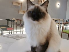 -喵喵咪呀布偶猫咖(春熙路店)
