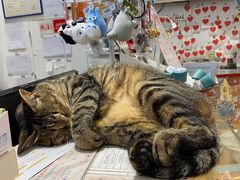 -猫的天空之城概念书店(杭州南宋御街店)