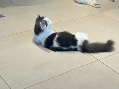 -怪兽屋·羊驼·猫咖·狗咖(俊华广场店)