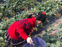 -小鱼草莓采摘园农家乐·小鱼餐厅