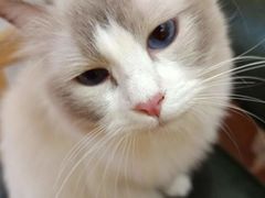-MOCHA明星猫咖(田子坊店)