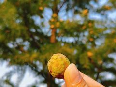 -羊亭河湿地公园