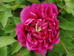 -海棠花溪(元大都城垣遗址公园)