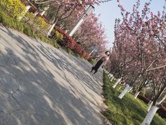 -高东镇樱花园