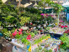 -曲阳花鸟市场(曲阳路店)