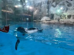 -帝企鹅自助餐厅•儿童岛•真企鹅(长隆企鹅酒店)