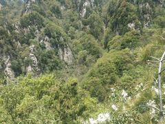 -王顺山国家森林公园