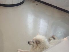 -共舞时光猫咖·狗咖(新街口店)