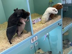 -FAIRYLAND龙族星球主题餐厅(凯丹广场店)