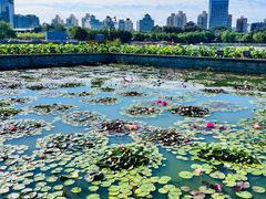 -莲花池公园