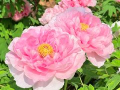 -洛阳市隋唐城遗址植物园