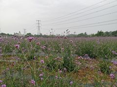 -紫颐香薰山谷景区