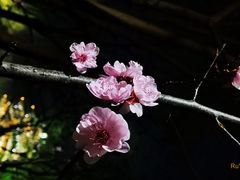 -济南大明湖景区