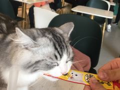 -飞行喵MR PILOT|猫舍·猫咖(静安大融城店)