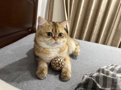 -安安宠医宠物医院·异宠·犬猫内科(岳阳分院)