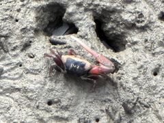 -北海金海湾红树林生态旅游区