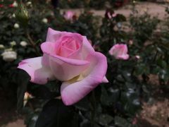 -国家植物园