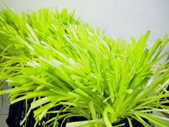 -尤素福东举院饺子馆