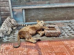 -西霞口神雕山野生动物世界