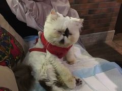 -more than meow吴止猫主题餐厅(承德 中船汇店)