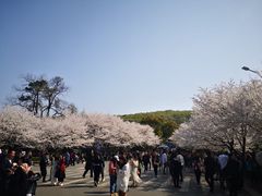 -武汉大学-樱园