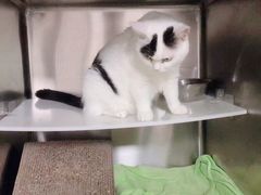 -安安宠医·臻爱宠物医院(簇锦北路分院)