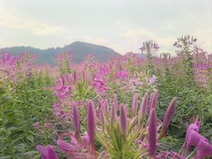 -径山花海
