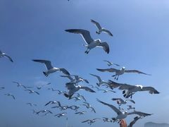 -海驴岛(荣成市)