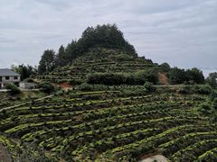 -杨家堂村