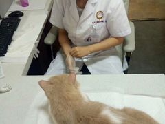-宠爱国际动物医院· 猫科· 外科·中兽医(长白店)